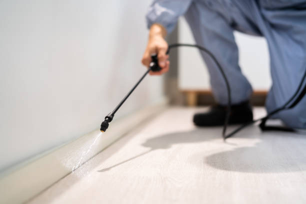 Best Wasp Removal Services  in Bernice, LA
