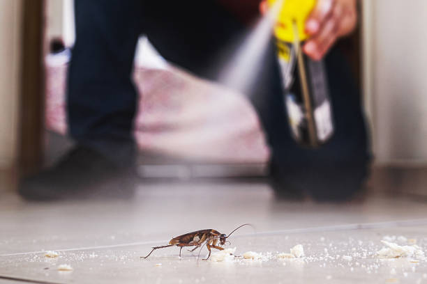 Best Flea Control Services  in Bernice, LA